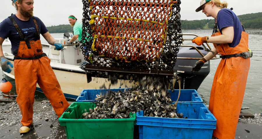 MIT impulsa proyecto de remoción de carbono en Maine<br><span style='font-size:18px;line-height:18px;font-weight:400'>El MIT y la Universidad de Maine desarrollan un sistema electroquímico para reducir la acidez del agua de mar, proteger la acuicultura de ostras y fortalecer la economía azul local. La innovación abre camino a soluciones globales contra el cambio climático.</span>