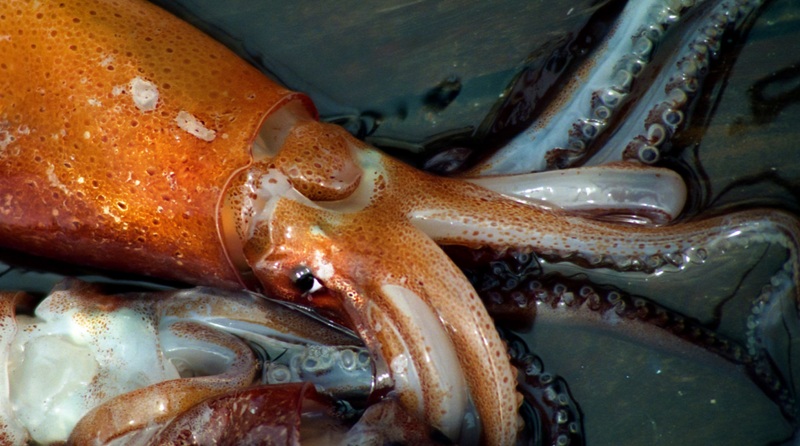 INIDEP evalúa reclutas del calamar argentino en el Atlántico Sur<br><span style='font-size:18px;line-height:18px;font-weight:400'>El INIDEP inició una campaña de 26 días a bordo del buque Víctor Angelescu para evaluar el stock bonaerense-norpatagónico del calamar argentino, consolidando la continuidad de un programa científico iniciado en 1996.</span>