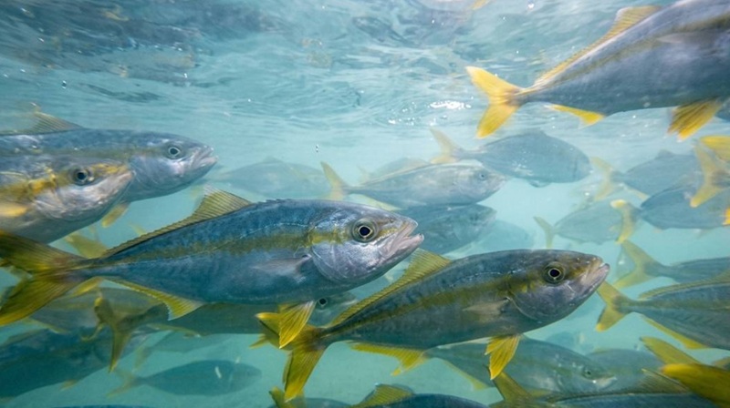 Avance histórico en la maricultura argentina<br><span style='font-size:18px;line-height:18px;font-weight:400'>El INIDEP alcanzó un hito en la producción masiva de juveniles de pez limón, consolidando su liderazgo científico en acuicultura sostenible.</span>