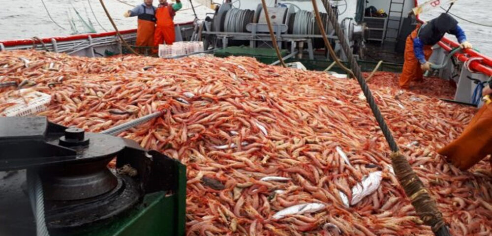 Langostino argentino: la joya salvaje bajo asedio global<br><span style='font-size:18px;line-height:18px;font-weight:400'>El Pleoticus muelleri, orgullo patagónico y emblema gourmet, enfrenta un escenario de tensión: caída de precios internacionales, competencia del Vannamei asiático y costos internos en alza. Aunque un reciente acuerdo gremial asegura continuidad de la zafra, el verdadero desafío es sostener empleo y competitividad frente a un mercado global cada vez más adverso.</span>