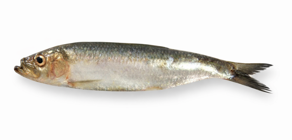 Sardina fueguina: Argentina inicia pesca experimental con proyección internacional<br><span style='font-size:18px;line-height:18px;font-weight:400'>El Consejo Federal Pesquero autorizó un permiso de pesca experimental de sardina fueguina en Santa Cruz y Tierra del Fuego, con respaldo científico del INIDEP. La iniciativa abre la posibilidad de que Argentina se sume al mercado global de peces azules, altamente valorados por su aporte nutricional y su consumo masivo en Europa y Asia.</span>