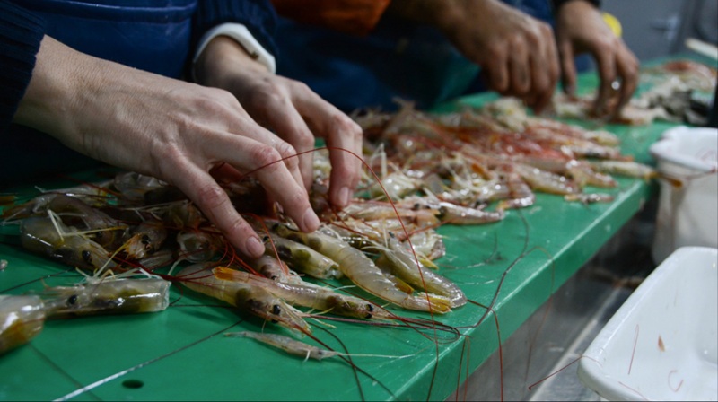 INIDEP inicia campaña de investigación de langostino en el Golfo San Jorge<br><span style='font-size:18px;line-height:18px;font-weight:400'>El Instituto Nacional de Investigación y Desarrollo Pesquero (INIDEP) inició el 6 de julio de 2026 una campaña de relevamiento de langostino en el Golfo San Jorge y litoral de Chubut, clave para garantizar sostenibilidad, certificar la principal pesquería argentina y fortalecer la gobernanza pesquera nacional.</span>