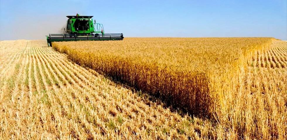 Argentina frente al shock del trigo en el Mar Negro<br><span style='font-size:18px;line-height:18px;font-weight:400'>Ataques en puertos rusos y ucranianos paralizan exportaciones y disparan precios internacionales. Argentina observa un repunte en el FOB y en la pizarra local, con oportunidades y riesgos.</span>