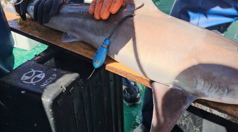 INIDEP inicia una campaña para estudiar desplazamientos y migraciones de tiburones<br><span style='font-size:18px;line-height:18px;font-weight:400'>La investigación se desarrolla a bordo del buque oceanográfico Mar Argentino e incluye la colocación de transmisores satelitales y marcas convencionales en distintas especies de tiburones y rayas.</span>
